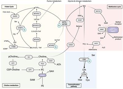 Exploring the complexities of 1C metabolism: implications in aging and neurodegenerative diseases